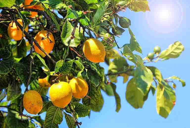 柑橘系のエッセンシャルオイルの香りを嗅ぐ