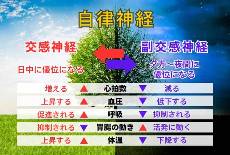 ストレスがたまると自律神経が乱れる？不眠と自律神経の関係